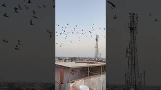 Kisi ka kabutar ata ata rah gya 😱😮 shortvideo pigeon pigeonkabutar racingpigeons whitepigeon [upl. by Devol]