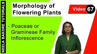 Morphology of Flowering Plants  NEET  Poaceae or Gramineae Family Inflorescence  Neela Bakore [upl. by Wall]