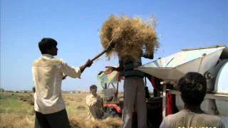 Organic cumin seed in Rajasthan [upl. by Amin704]