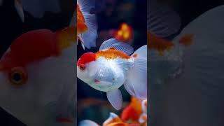 Goldfish Swimming in Slow Motion [upl. by Cleopatre]