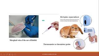 Demonstration of test for pyrogens by Rabbit method Part1 [upl. by Carnes505]