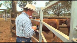 Brangus World Congress Beef Australia 2012 [upl. by Noirda225]