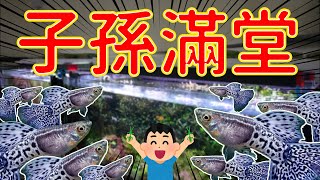 讓你生到不要不要的，球魚 孔雀魚 滿魚 小魚繁殖技巧大全 All fish fry should be treated this way [upl. by Margherita871]