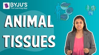 Animal Tissues [upl. by Boone]