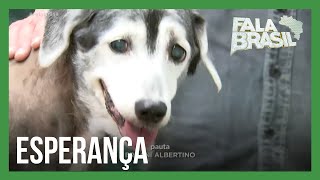 Com tratamento alternativo cachorra é curada de câncer agressivo sem quimioterapia [upl. by Adnilram20]