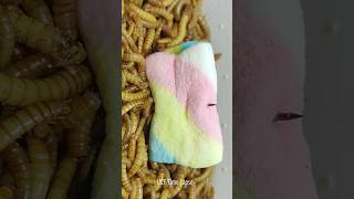 10 000 Mealworms vs Marshmallow [upl. by Frick720]