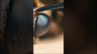 Learn more about a Skullcap hawkmoth beehive hawkmoth insects [upl. by Faina]