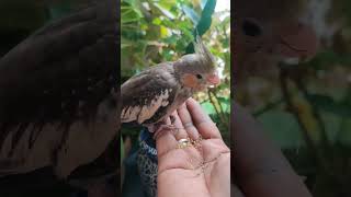 Cockatiel Bird viralvideoshorts viral song [upl. by Bolan]