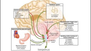 Antiemetic Drugs  Pharmacology [upl. by Yannodrahc]