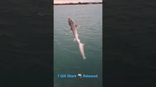 7 Gill Shark 🦈 Caught amp Released Off Warrnambool Breakwater [upl. by Atirec533]