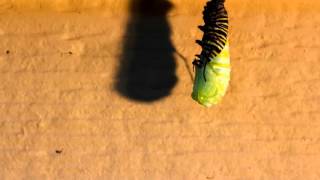 Monarch Butterfly Chrysalis Formation Timelapse [upl. by Onairelav]