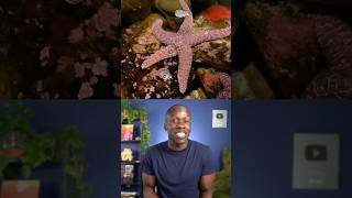 Can starfish regrow their limbs Truth or Trash episode 57 biology [upl. by Cj159]