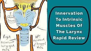 Innervation To The Larynx Rapid Review [upl. by Prestige]