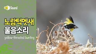 노랑턱멧새 울음소리 yellowthroated bunting song [upl. by Berman]