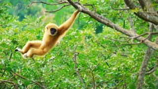 Ce gibbon est un funambule de qualité  ZAPPING SAUVAGE [upl. by Htebasile367]