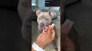 🧼🫧 Dog Grooming ASMR satisfying asmr asmrsounds dogcare dogbath doggrooming viral [upl. by Columbine]