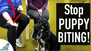 4 SIMPLE Exercises That You Can Do To STOP Puppy Biting [upl. by Ram]