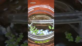 How to make an eco jar and collect cells [upl. by Glennis]