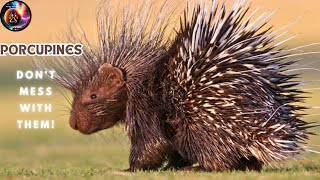 Porcupines How Porcupines Defend Themselves Adaptation of Porcupines [upl. by Chin593]