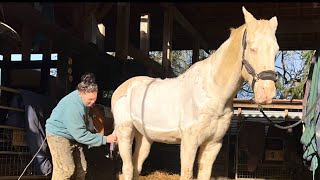 Giving A Golden Horse A Hair Cut themoons [upl. by Barthel956]