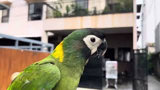 Parrot free flight in the cloudy sky after morning rain [upl. by Laikeze]