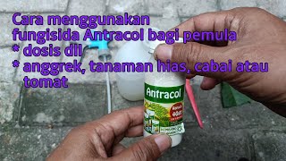 Cara menggunakan fungisida Antracol dosis untuk anggrek tanaman hias cabai atau tomat Anti jamur [upl. by Ecurb]