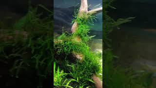 Monte Carlo taban bitkilerim 1 Gün montecarlo plantedtank aquarium akvaryum keşfetbeniöneçıkar [upl. by Eelrac]