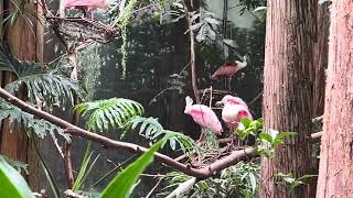 zoológicos clases de aves en Estados Unidos bird classes in zoos in the United States [upl. by Ahseenal]