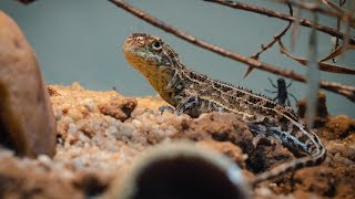 Earless lizard [upl. by Etnuhs]