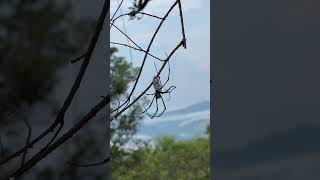 人面蜘蛛突變種！白色屁股🤍 【獅公髻尾山】 山野人生 探險 爬山 taiwan 大自然 hiking 登山 中級山 冒險 山 shorts [upl. by Strawn]