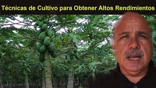 Como cultivar PAPAYAS Siembra control de malezas plagas y enfermedades [upl. by Aynas253]