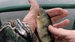 Fishing for Walleye and Perch at Zilwaukee Riverfront Park [upl. by Alih321]