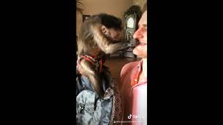 The Best of Monkey Tiktok  George Official [upl. by Levesque306]