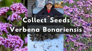 Verbena Bonariensis 🌱 How To Collect Harvest Store Save Seeds Purpletop Vervain [upl. by Nolaj]