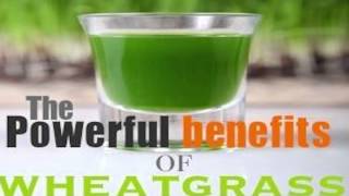 Benefits of Wheatgrass Review [upl. by Barbara]