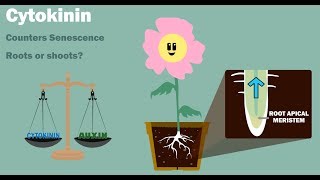 PLANT HORMONES  Auxin Gibberellin Cytokinin Ethylene Abscisic Acid [upl. by Heber]