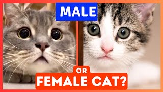 Male Vs Female Cats 10 Unbelievable Differences Heres whats BEST for First Time Owner [upl. by Iznyl]