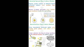 Different between Bacterial Spread Plate and Pour Plate Culture Methods geneticteacher [upl. by Eeldivad783]