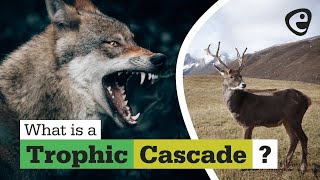 What is a trophic cascade [upl. by Daas]