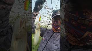 Wallago Attu Fishing catfish shorts fishingvideo [upl. by Lamonica560]