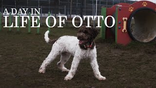 A day in life of Otto  Lagotto Romagnolo Puppy at the dog park [upl. by Mayda]