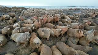 Walrus  marine mammal [upl. by Ahsienat]