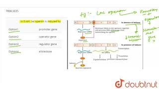 In Ecoli lac operon is induced by [upl. by Shantha]