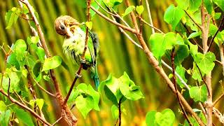 Whitecheeked barbet call 📞Psilopogon viridisGreen barbet call barbet bird sound [upl. by Anayek]