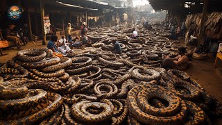 Inside Chinas Snake Farming Industry Raising and Processing Millions [upl. by Noreh]