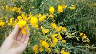 CROTALARIA  Planta feita tardia resultado [upl. by Siuoleoj217]