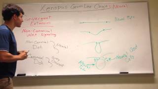 Xenopus Germ Layer Origins Neural stuff Pt 2 [upl. by Anaele]