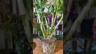 great tips propagation dendrobium plant from cutting branches short plant orchid [upl. by Olethea932]