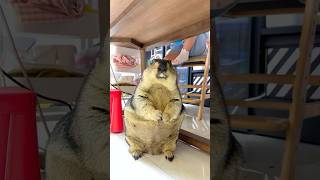 Pet Marmots Hidden Feast Under The Table cute marmot cutepets pets marmota marmotta [upl. by Hattie]