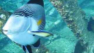 Attack of the Arabian Surgeonfish [upl. by Thin]